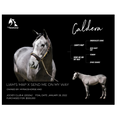 Load image into Gallery viewer, Caldera Owner Photo