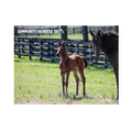 Load image into Gallery viewer, Seize the Grey X Community Adjusted 26' Candid Photo
