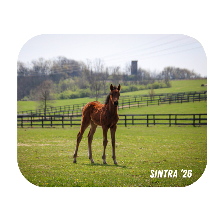 Seize the Grey X Sintra '26 - Mouse Pad