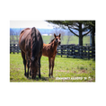 Load image into Gallery viewer, Seize the Grey X Community Adjusted 26' Candid Photo
