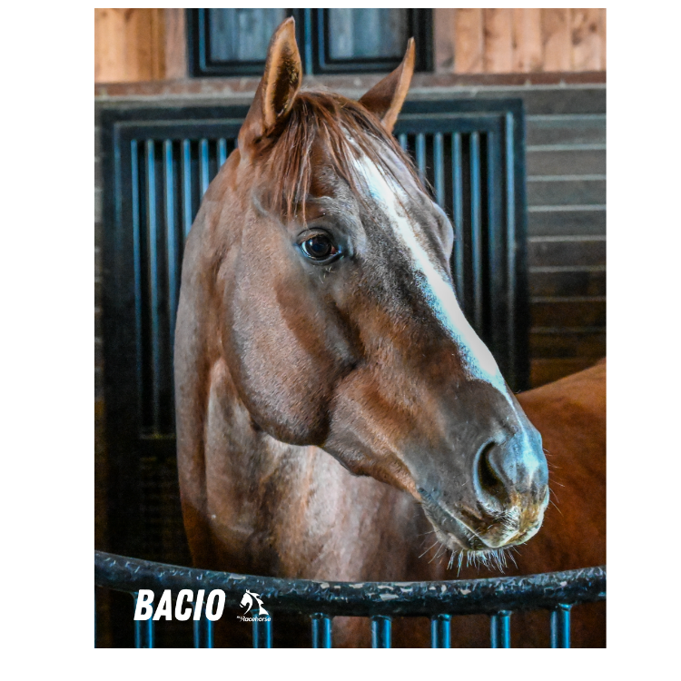 Bacio Barn Portrait Photo