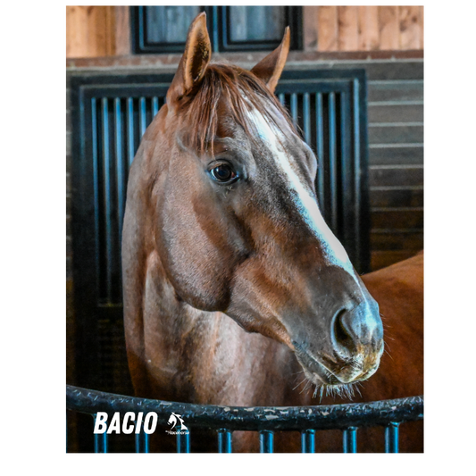 Bacio Barn Portrait Photo