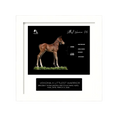 Load image into Gallery viewer, Vekoma X Littlest Warrior '26 - Breeder's Photo
