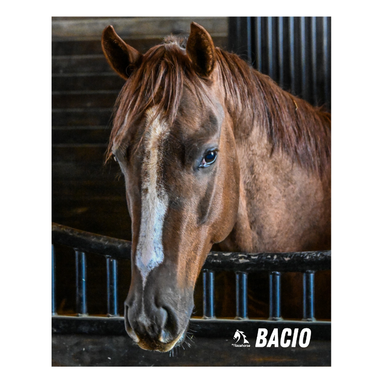 Bacio Barn Portrait Photo