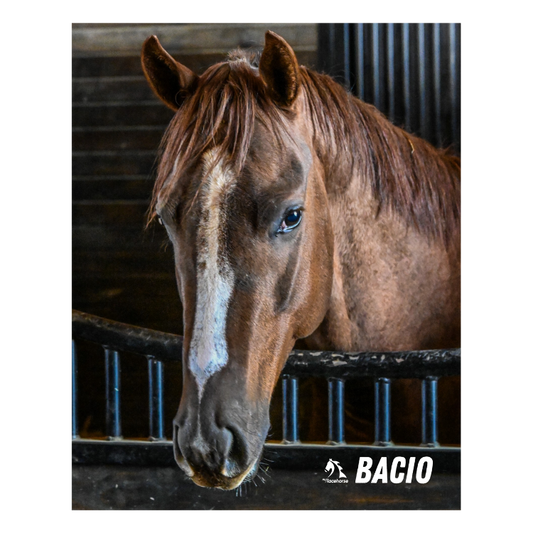 Bacio Barn Portrait Photo