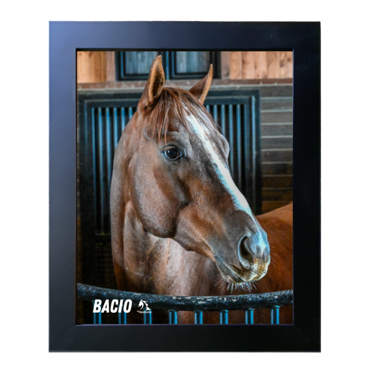 Bacio Barn Portrait Photo