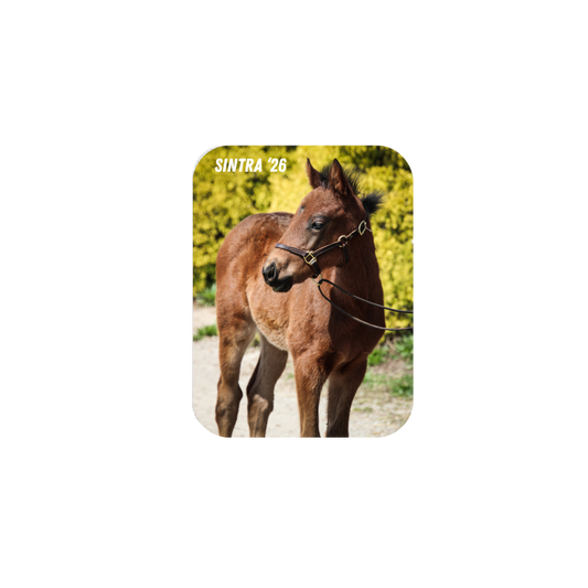 Seize the Grey X Sintra '26 - Rectangular Magnet