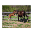 Load image into Gallery viewer, Vekoma X Littlest Warrior 26' Candid Photo
