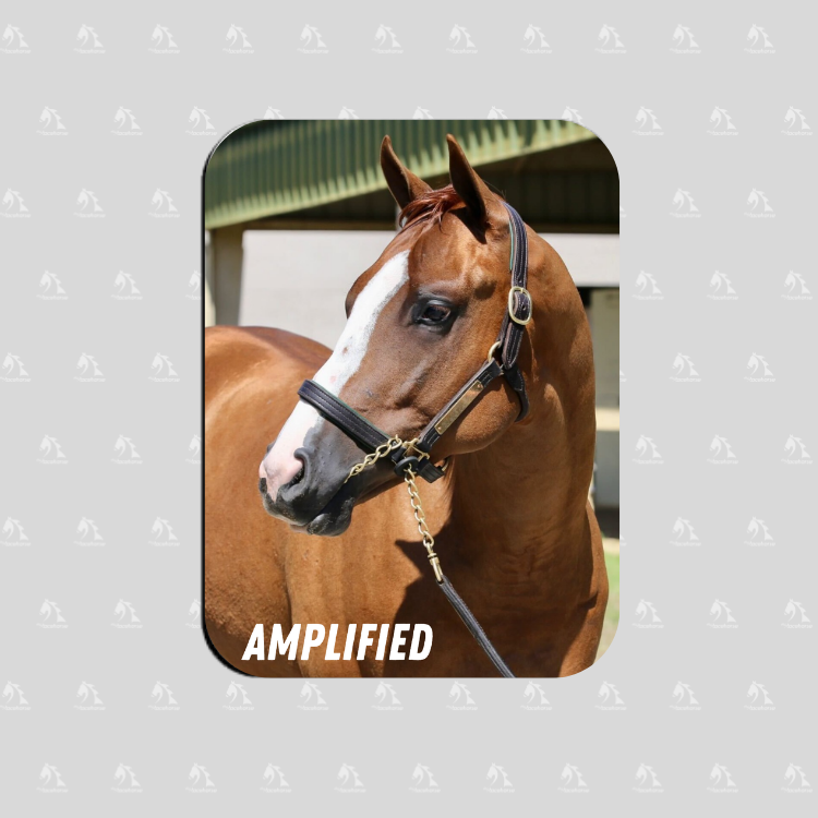 Amplified - Rectangular Magnet
