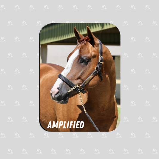 Amplified - Rectangular Magnet
