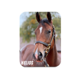 Load image into Gallery viewer, Helios - Rectangular Magnet
