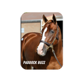 Load image into Gallery viewer, Paddock Buzz - Rectangular Magnet
