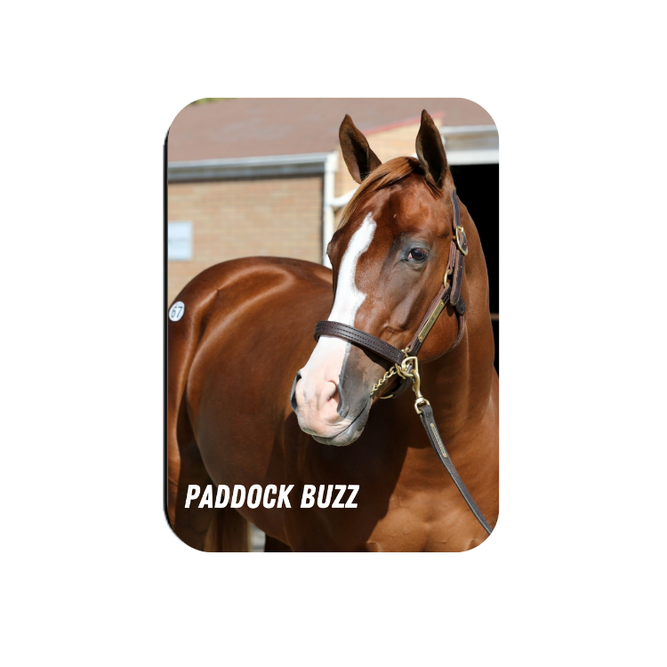 Paddock Buzz - Rectangular Magnet