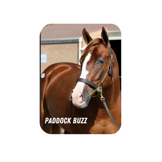 Paddock Buzz - Rectangular Magnet