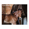 Load image into Gallery viewer, Vekoma X Littlest Warrior 26' Candid Photo

