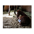 Load image into Gallery viewer, Prince of Monaco X Lazara 26' Candid Photo
