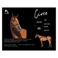 Load image into Gallery viewer, Circe Owner Photo
