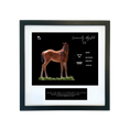 Load image into Gallery viewer, Seize the Grey X Community Adjusted '26 - Breeder's Photo
