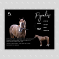 Load image into Gallery viewer, Pyralis Owner Photo
