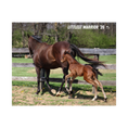 Load image into Gallery viewer, Vekoma X Littlest Warrior 26' Candid Photo

