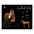 Load image into Gallery viewer, Paddock Buzz Owner Photo
