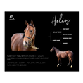 Load image into Gallery viewer, Helios Owner Photo

