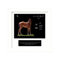Load image into Gallery viewer, Seize the Grey X Community Adjusted '26 - Breeder's Photo

