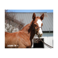 Load image into Gallery viewer, Prince of Monaco X Lazara 26' Candid Photo
