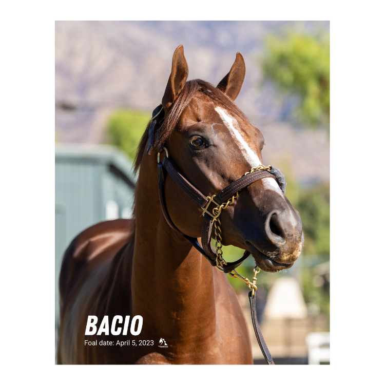 Bacio Portrait Photo
