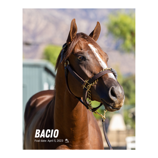 Bacio Portrait Photo