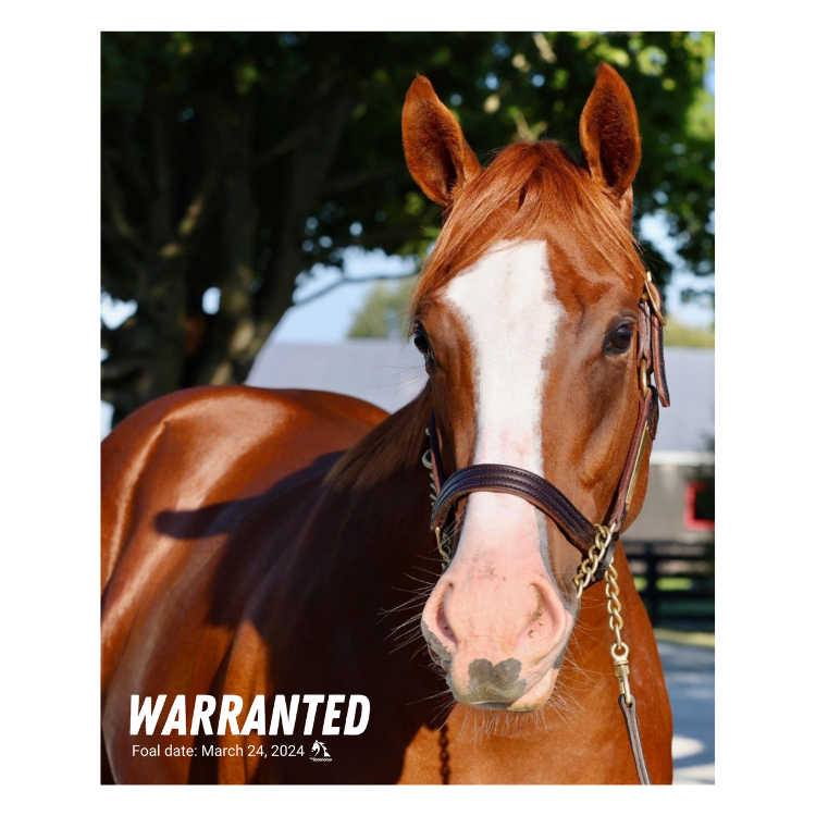 Warranted Portrait Photo