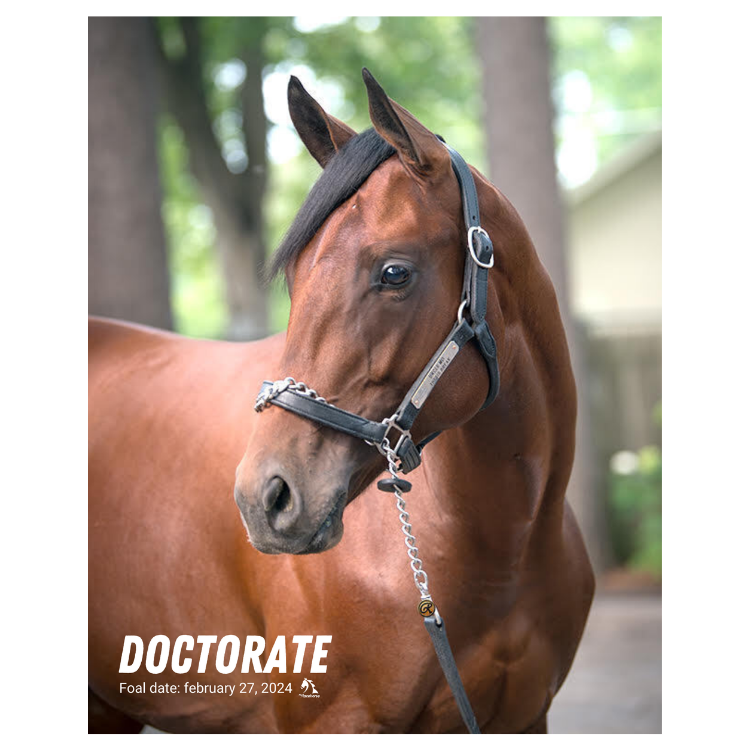 Doctorate Portrait Photo