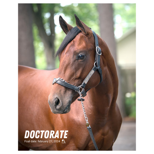 Doctorate Portrait Photo
