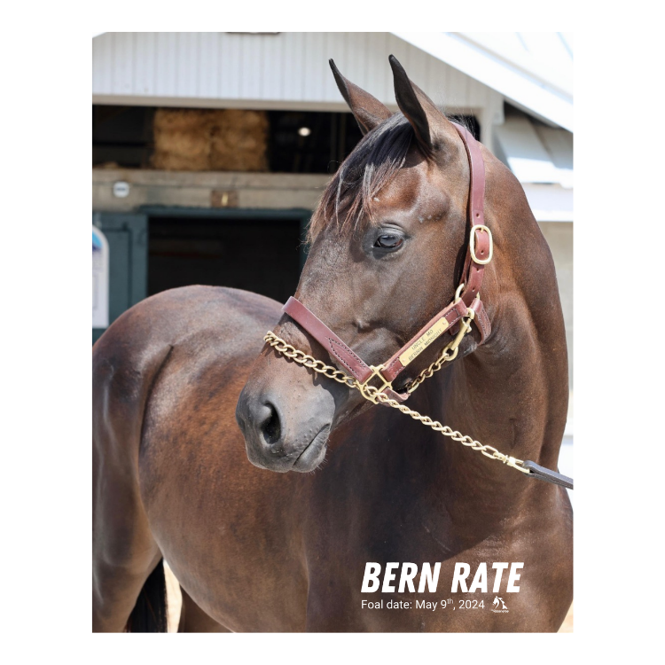 Bern Rate Portrait Photo