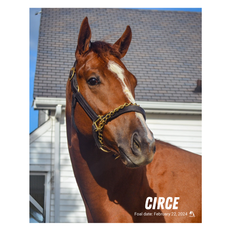Circe Portrait Photo