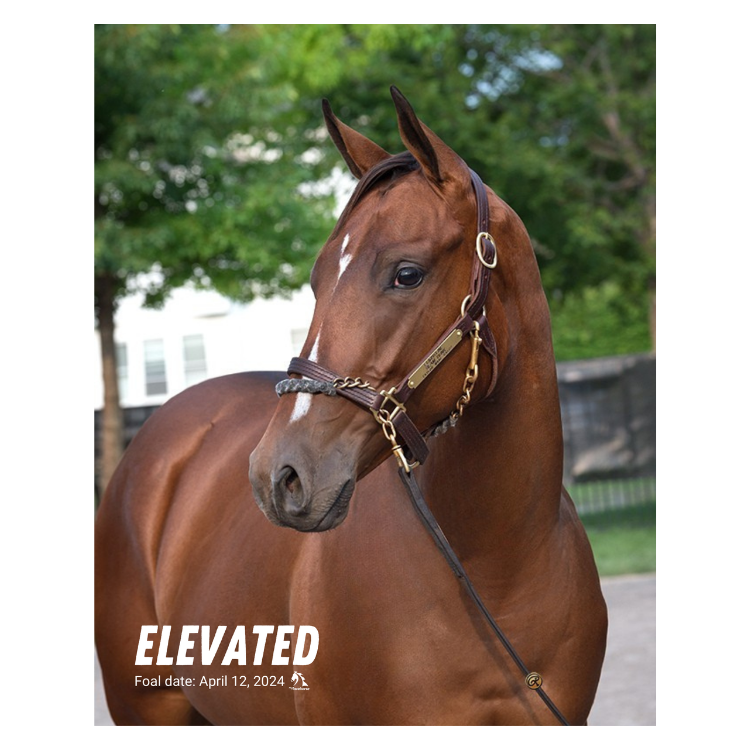 Elevated Portrait Photo