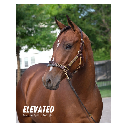 Elevated Portrait Photo