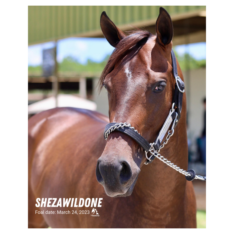 Shezawildone Portrait Photo