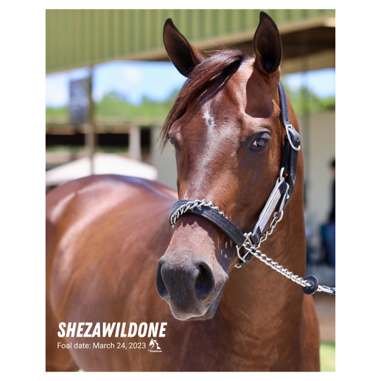 Shezawildone Portrait Photo