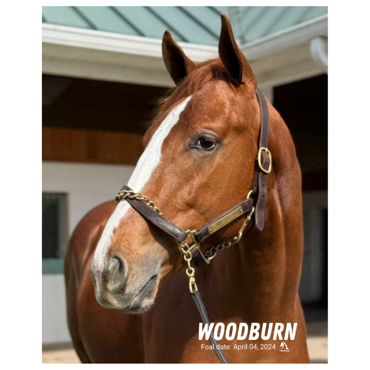 Woodburn Portrait Photo