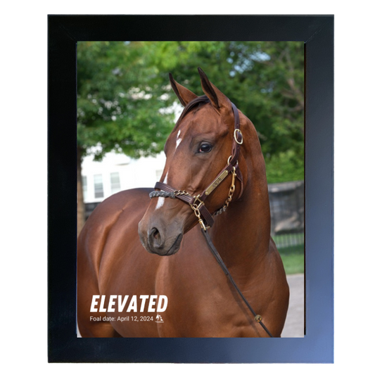 Elevated Portrait Photo