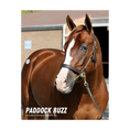 Load image into Gallery viewer, Paddock Buzz Portrait Photo
