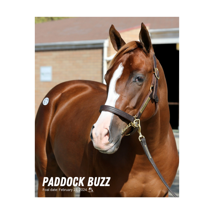 Paddock Buzz Portrait Photo