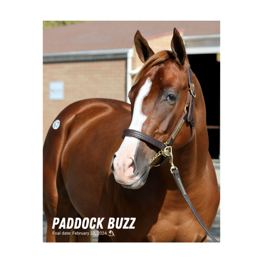 Paddock Buzz Portrait Photo