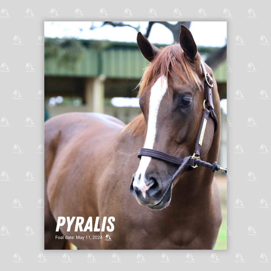 Pyralis Portrait Photo