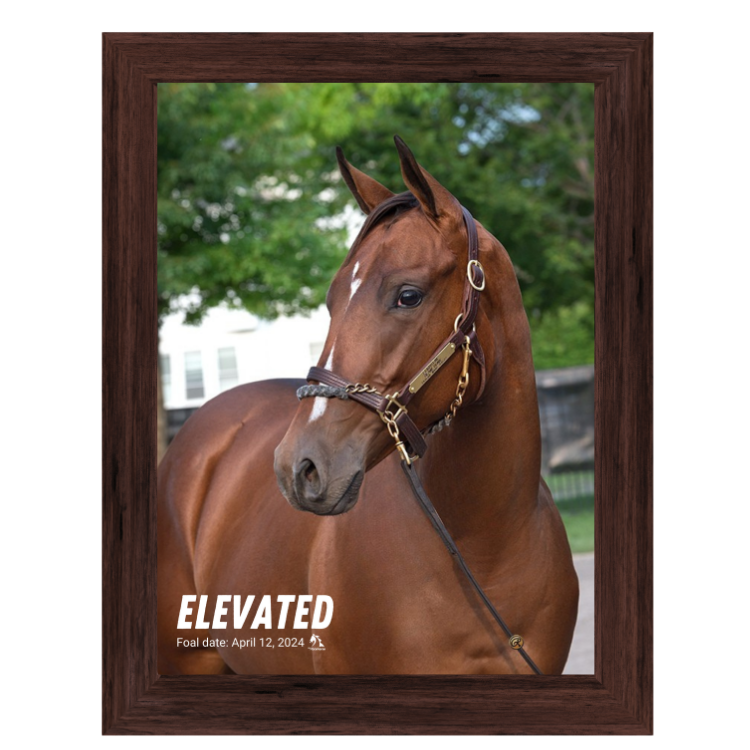 Elevated Portrait Photo