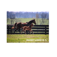 Load image into Gallery viewer, Seize the Grey X Community Adjusted 26' Candid Photo
