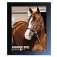 Load image into Gallery viewer, Paddock Buzz Portrait Photo
