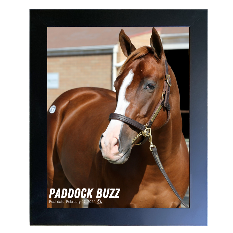 Paddock Buzz Portrait Photo