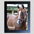 Load image into Gallery viewer, Pyralis Portrait Photo
